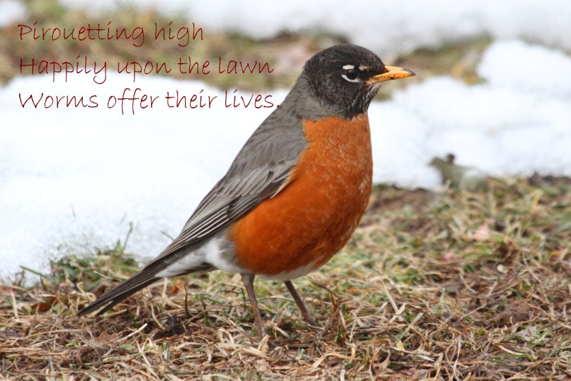 Robins Signal Spring for me.